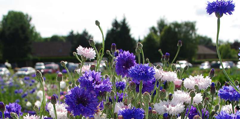 bleuets-et-cosmos bleuets-et-cosmos