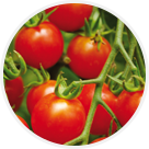 Tomates cerises