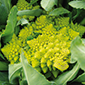 Cueillette d'Octeville Chou romanesco