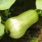 Cueillette d'Octeville Le butternut