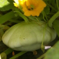 Cueillette d'Octeville Le pâtisson