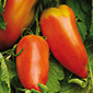 Cueillette d'Octeville Tomate des Andes