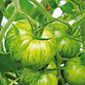 Cueillette d'Octeville Tomate Green Zebra